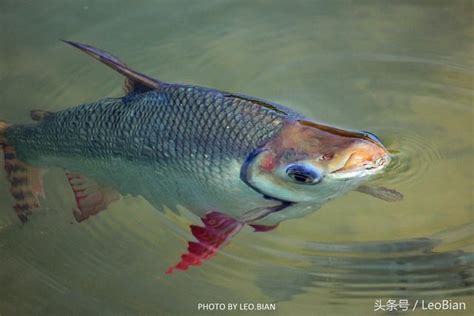 飛鳳魚|飛鳳（飛鳳魚）